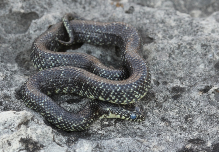 Speckled Kingsnake